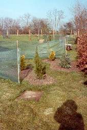 Planting the conifers Planting the conifers