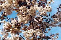 Prunus Shimidsu Sakura