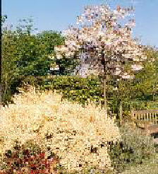 Cytisus praecox